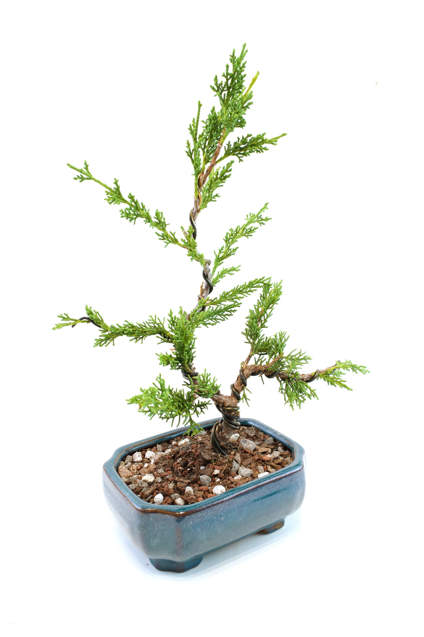 Shimpaku Juniper Rare Bonsai 6" Ceramic Pot - One of a Kind Bonsai