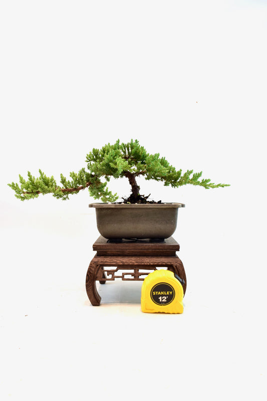 Juniper Live Bonsai 6" Training Pot - One of a Kind Bonsai