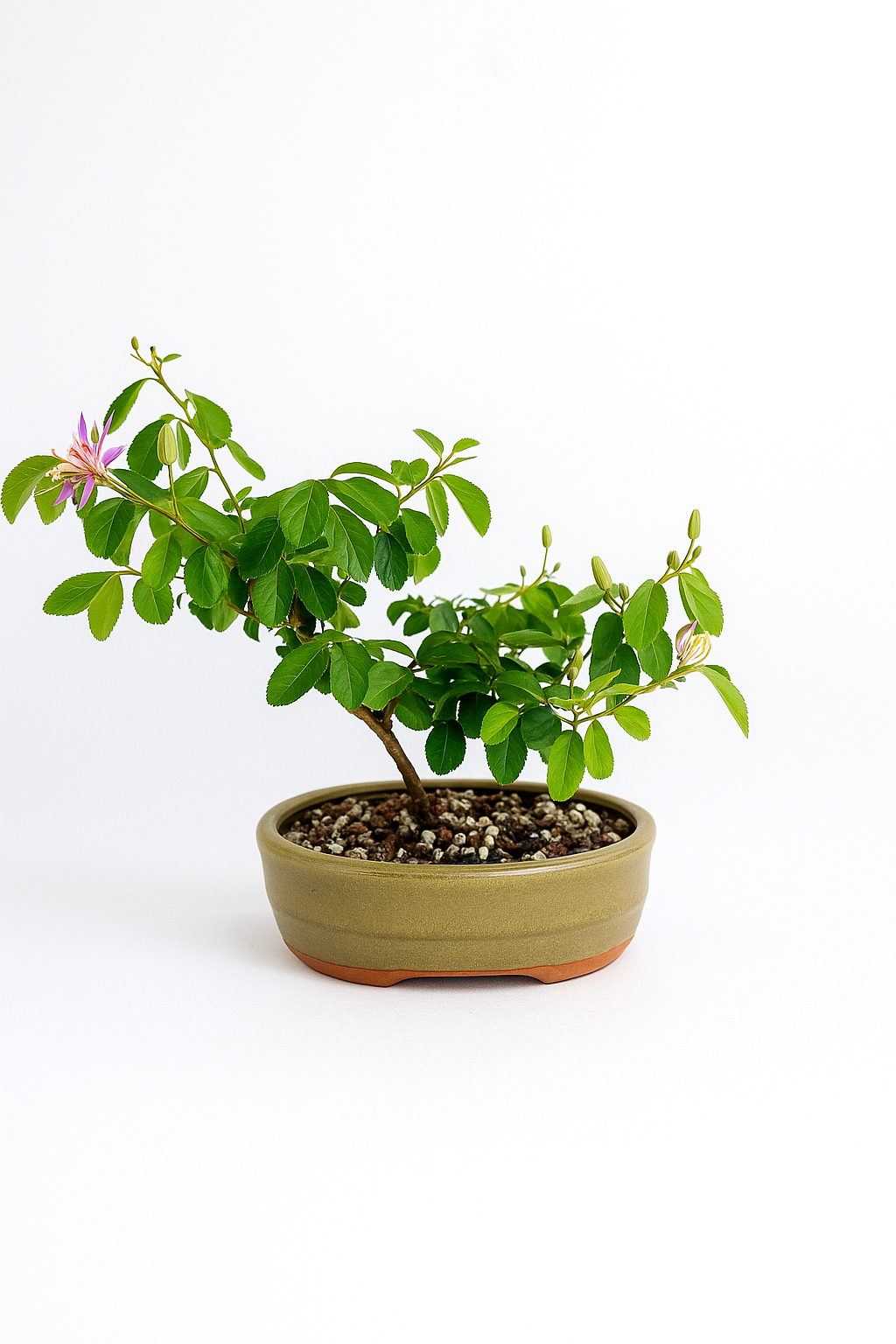 Potted plant with green leaves and small pink flowers on a white background