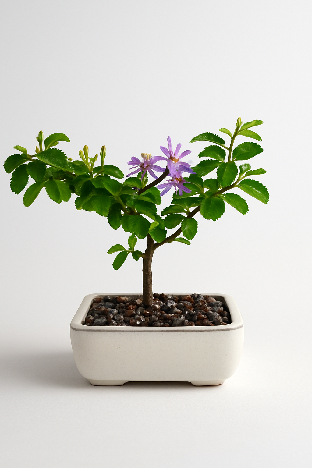 Bonsai tree with purple flowers in a pot on a white background