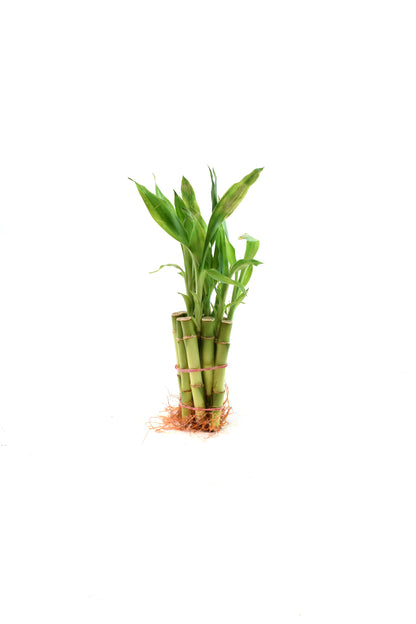 Lucky Bamboo 4" Stalk