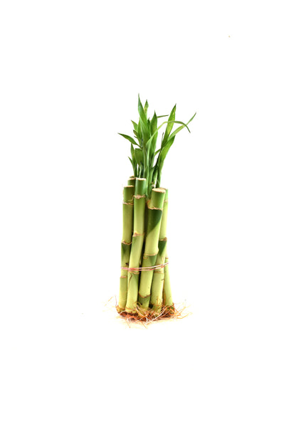 Lucky Bamboo 6" Stalk