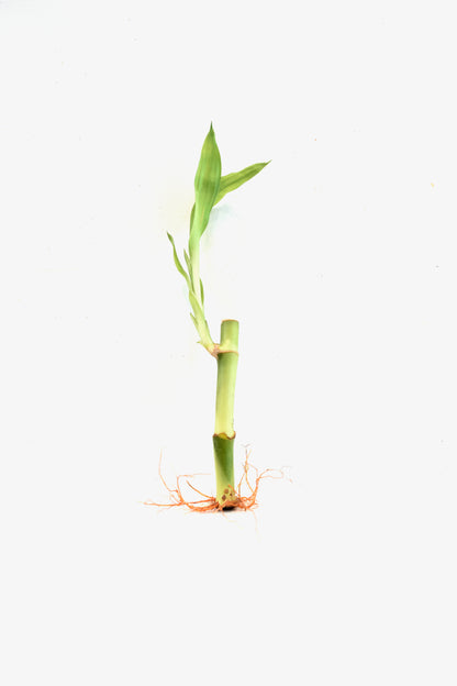 Lucky Bamboo 4" Stalk