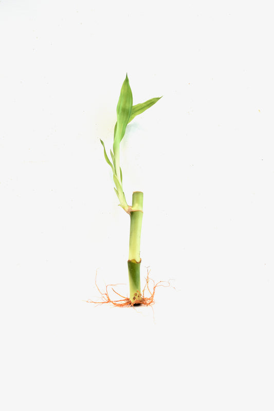 Lucky Bamboo 4" Stalk