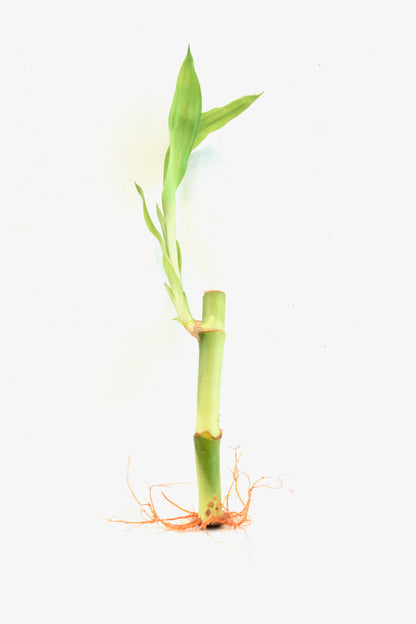 Lucky Bamboo 4" Stalk