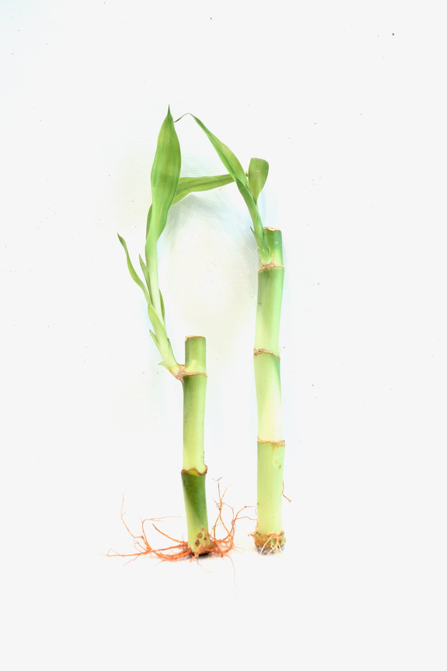Lucky Bamboo 6" Stalk