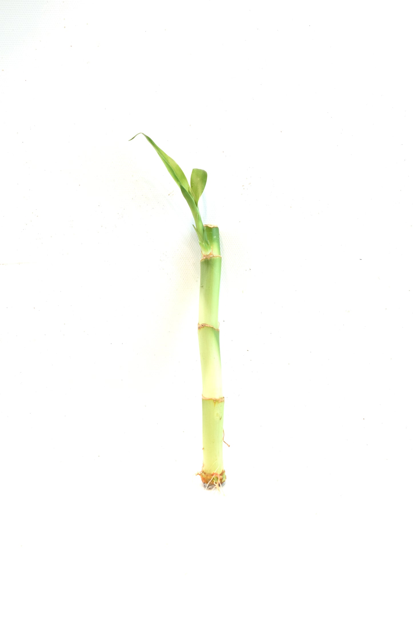 Lucky Bamboo 6" Stalk