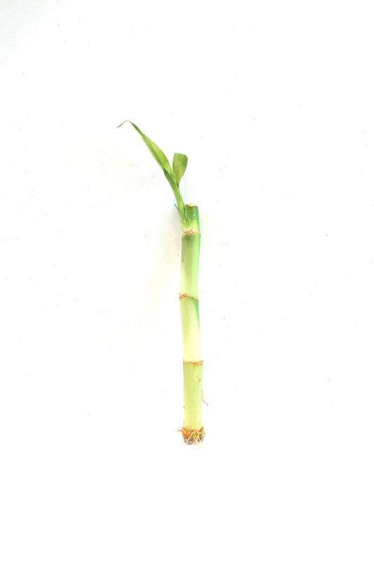 Lucky Bamboo 6" Stalk