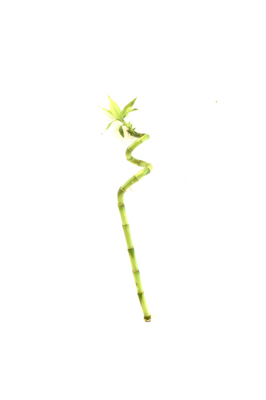 Lucky Bamboo Spiral - 12"