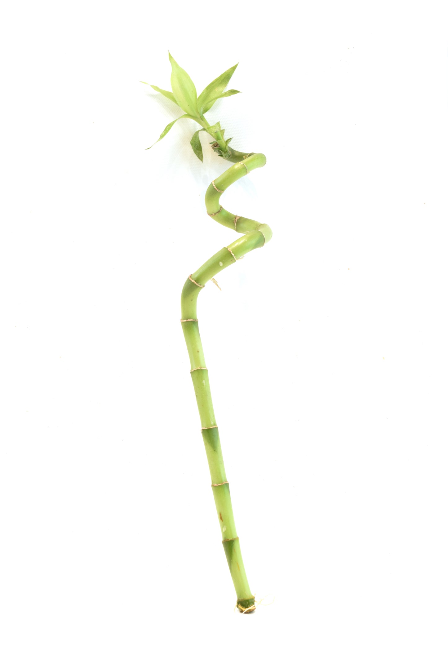 Lucky Bamboo Spiral - 12"
