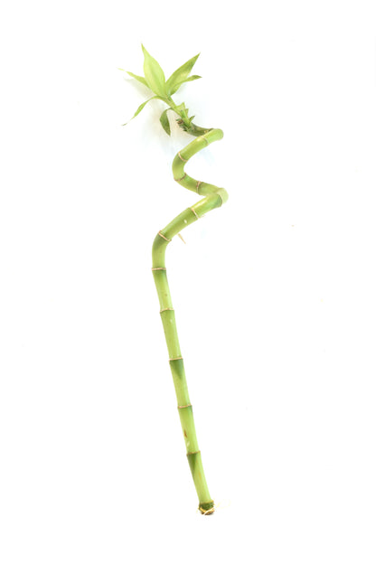 Lucky Bamboo Spiral - 12"
