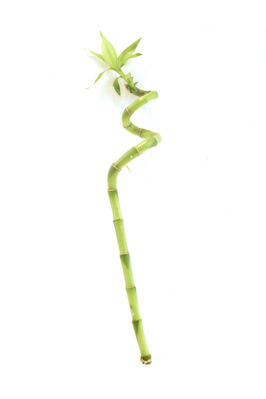 Lucky Bamboo Spiral - 12"