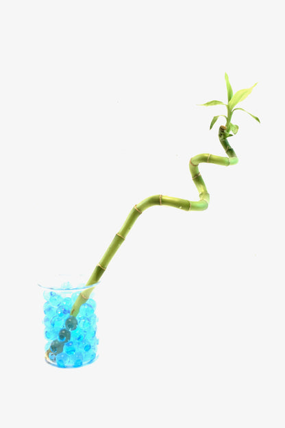 Lucky Bamboo Spiral - 12"