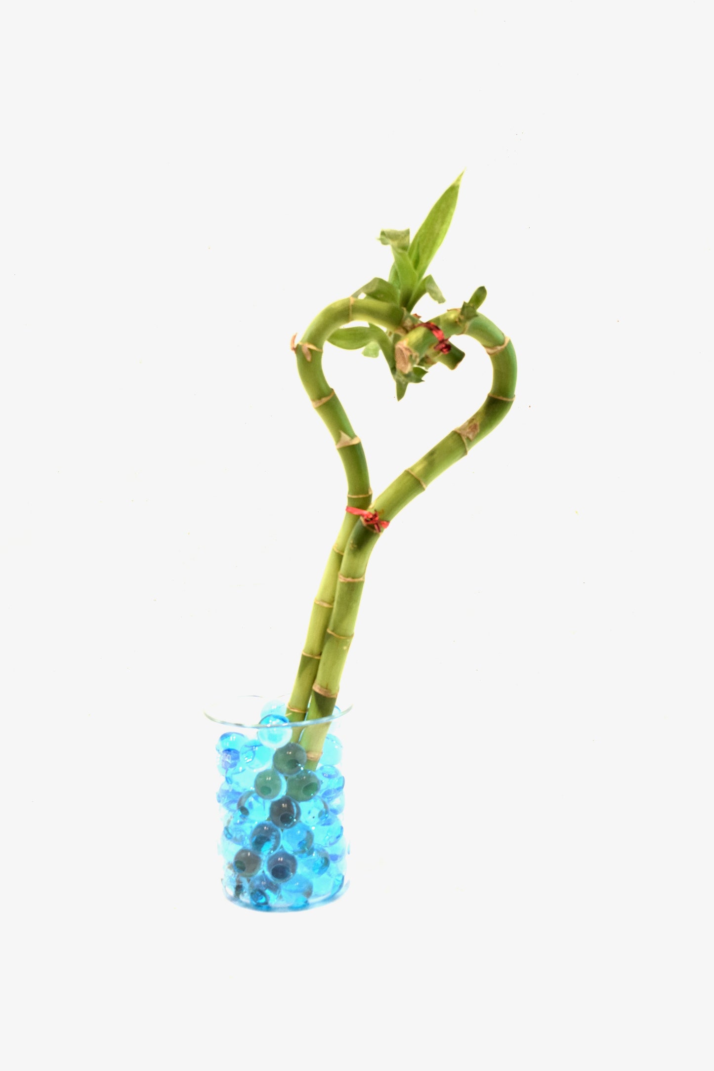 Lucky Bamboo Heart - 10"