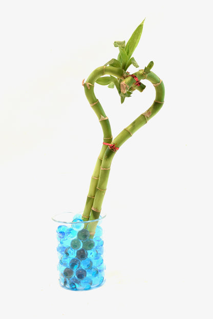 Lucky Bamboo Heart - 10"
