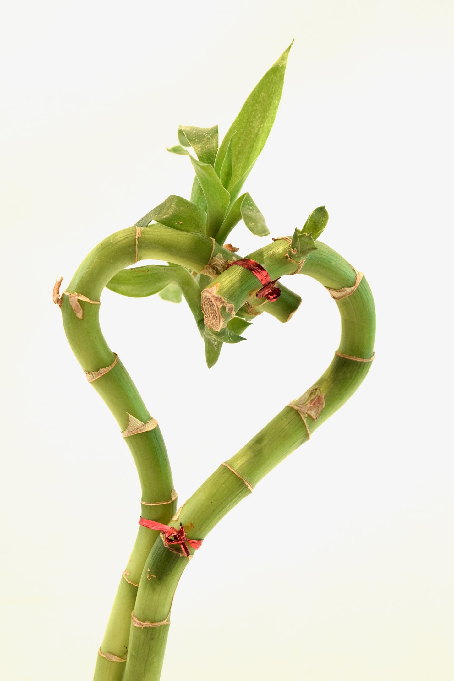 Lucky Bamboo Heart - 10"