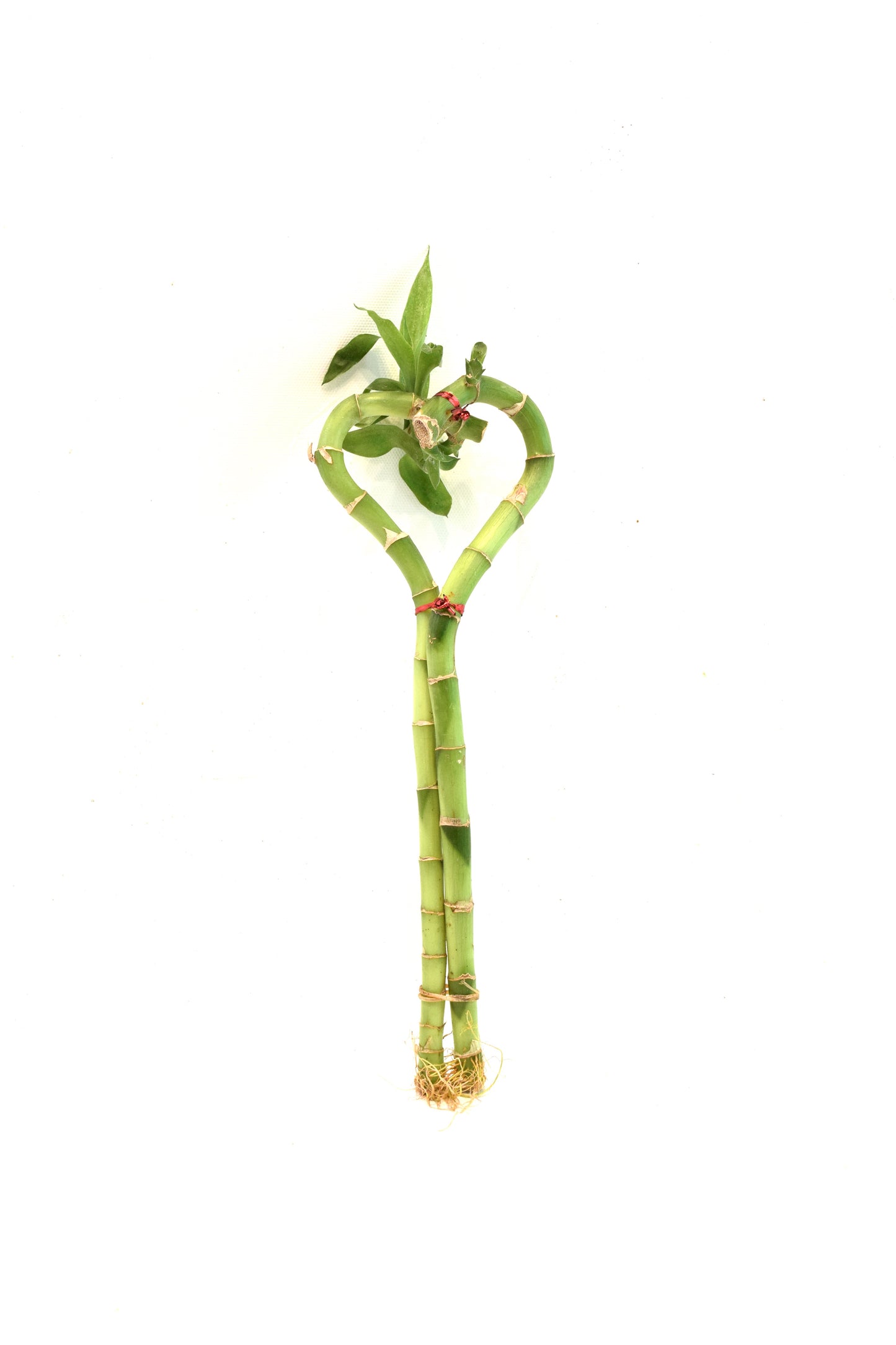 Lucky Bamboo Heart - 10"