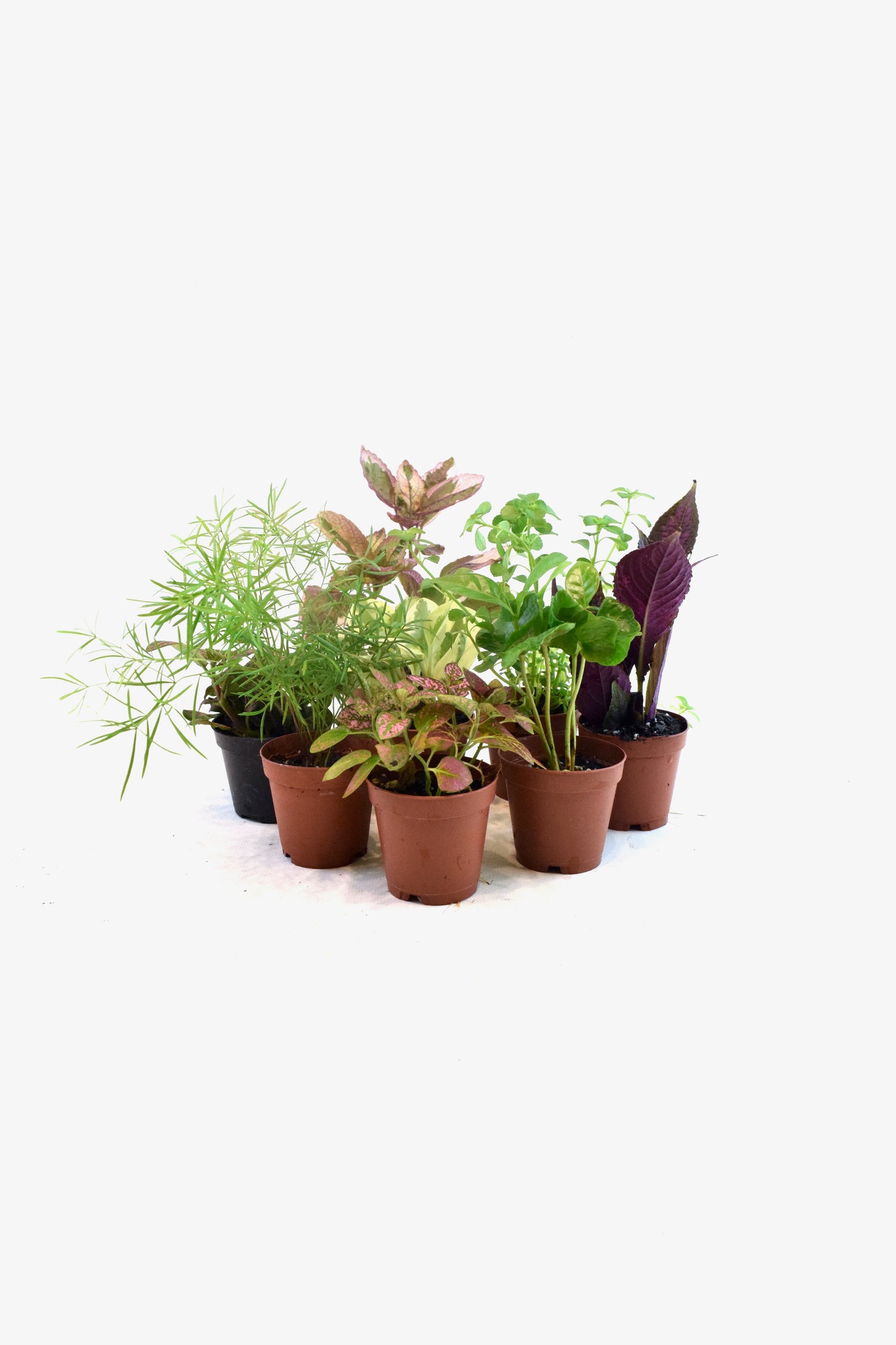 Mini Foliage Assortment in 2" Pots