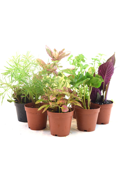 Mini Foliage Assortment in 2" Pots