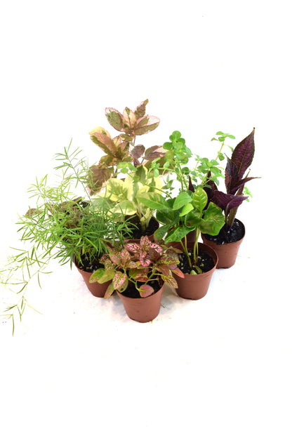 Mini Foliage Assortment in 2" Pots