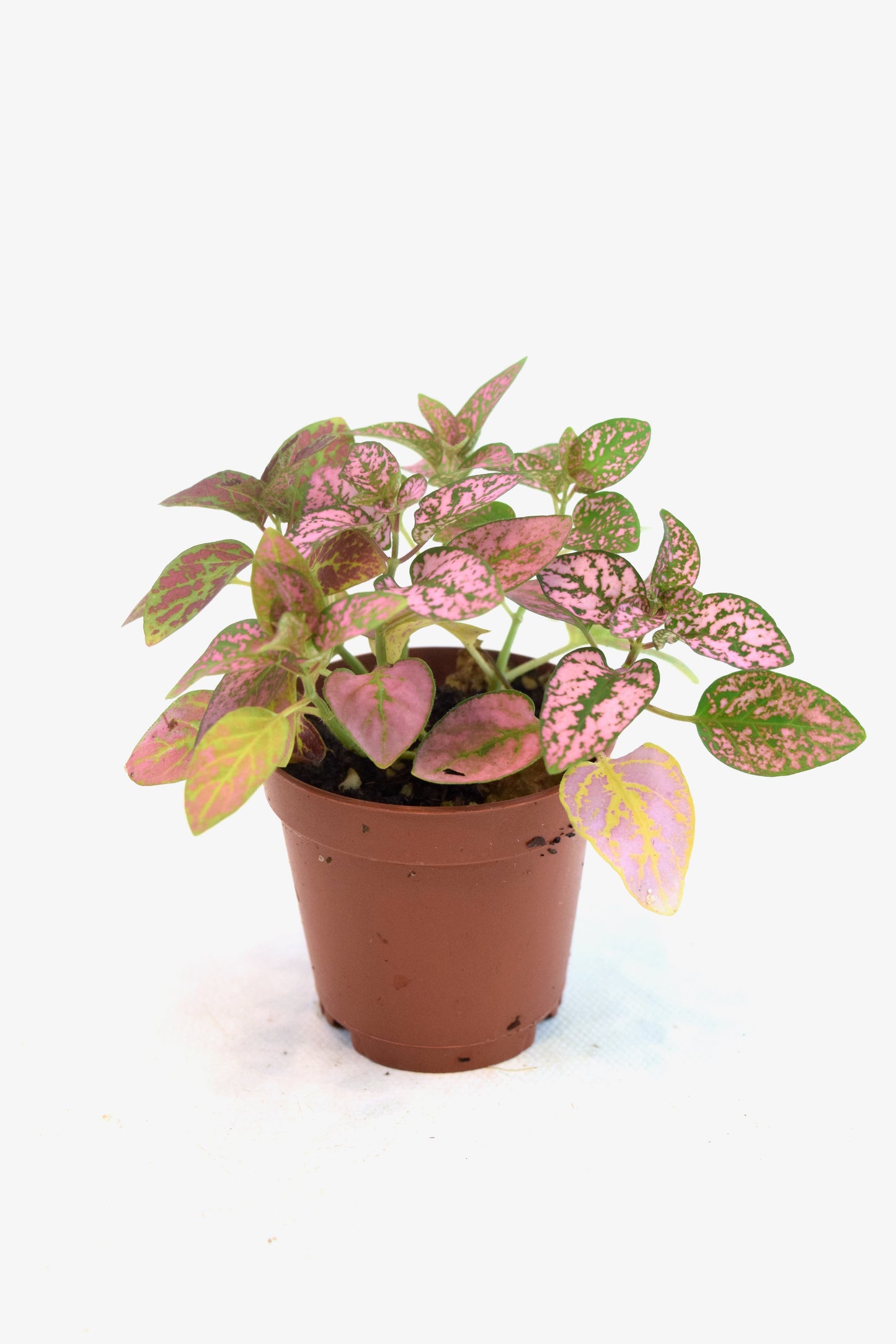 Mini Foliage Assortment in 2" Pots