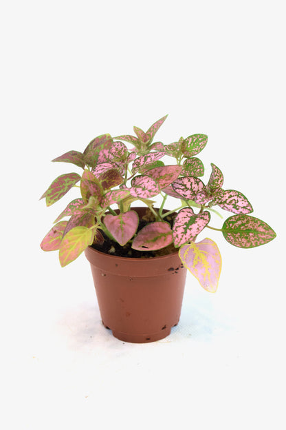 Mini Foliage Assortment in 2" Pots
