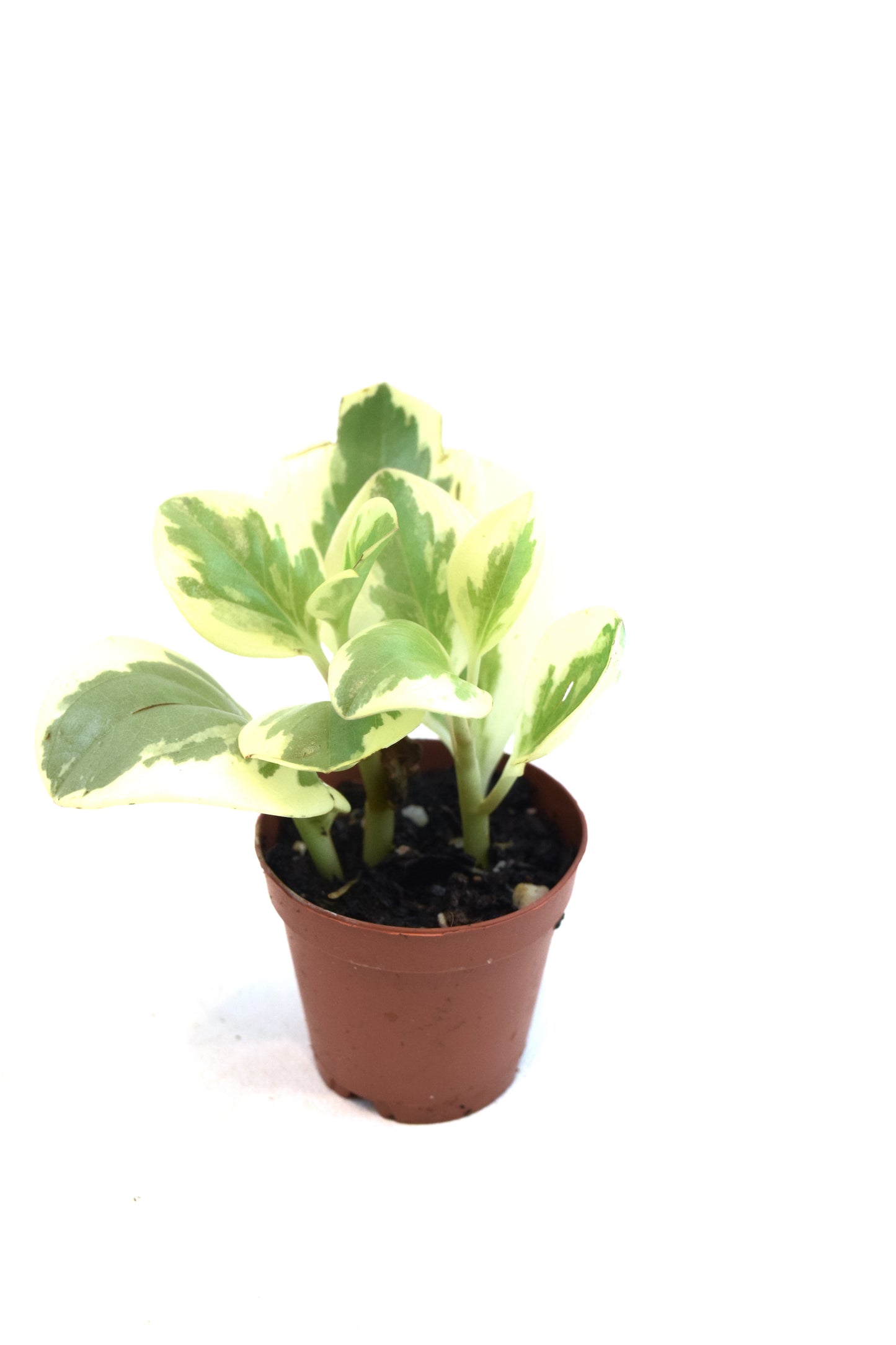 Mini Foliage Assortment in 2" Pots