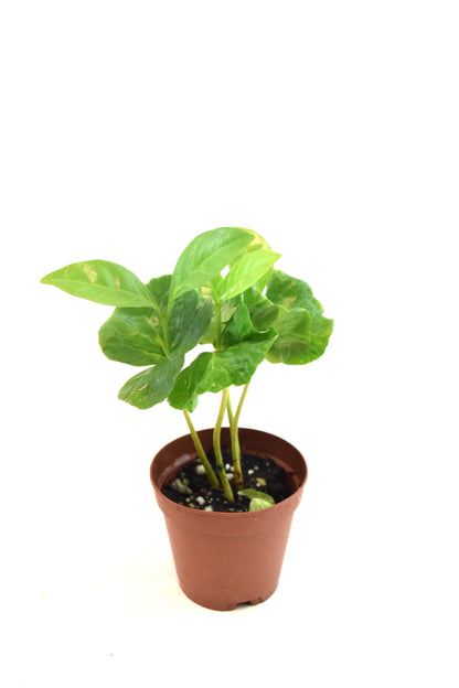 Mini Foliage Assortment in 2" Pots