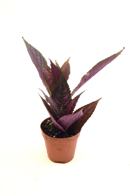 Mini Foliage Assortment in 2" Pots