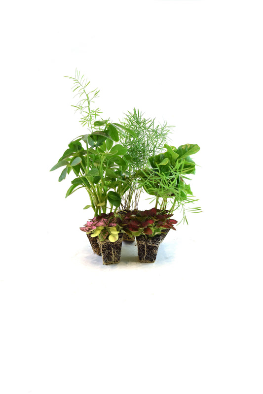 Cell Plants - Mini Fairy Garden