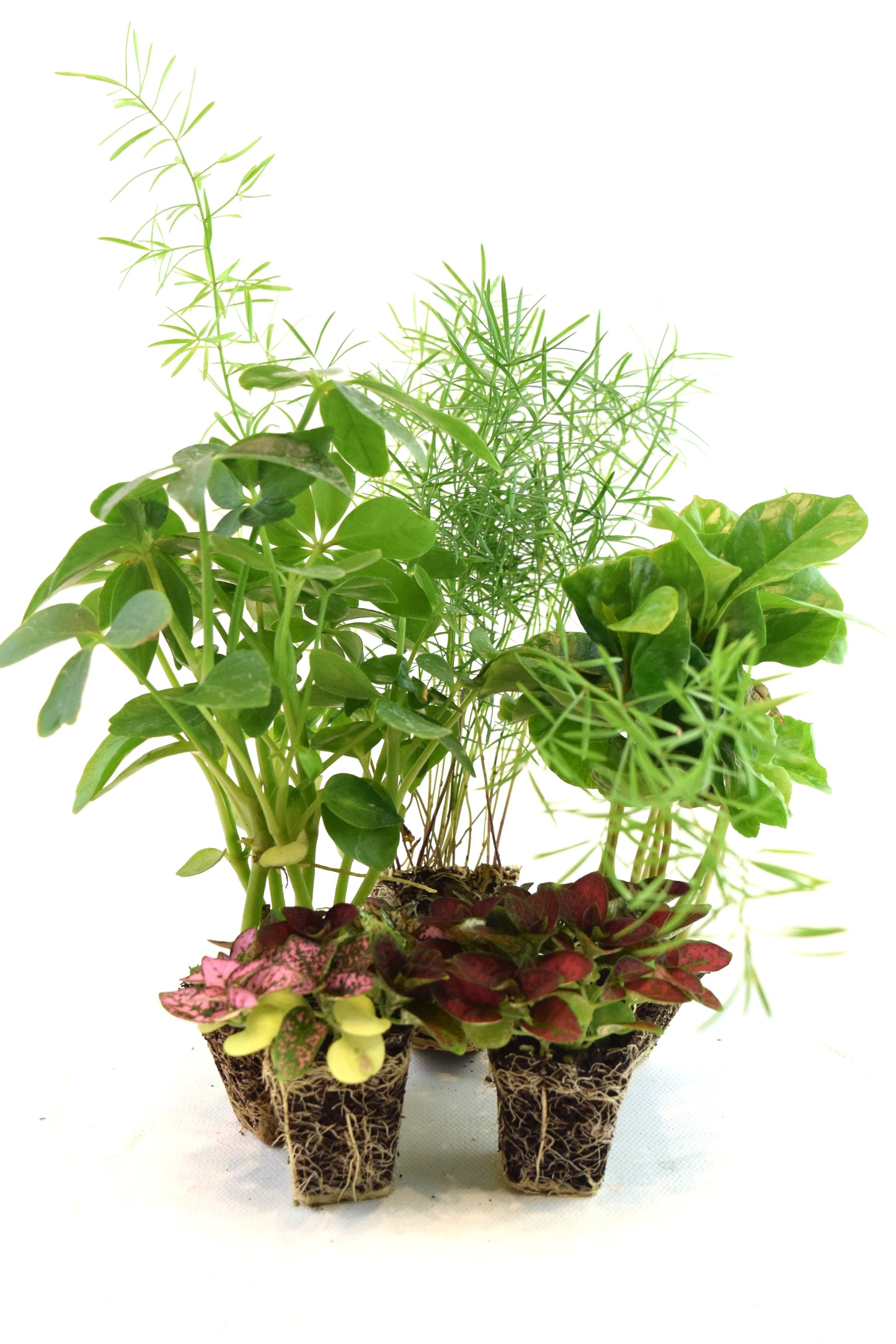 Cell Plants - Mini Fairy Garden