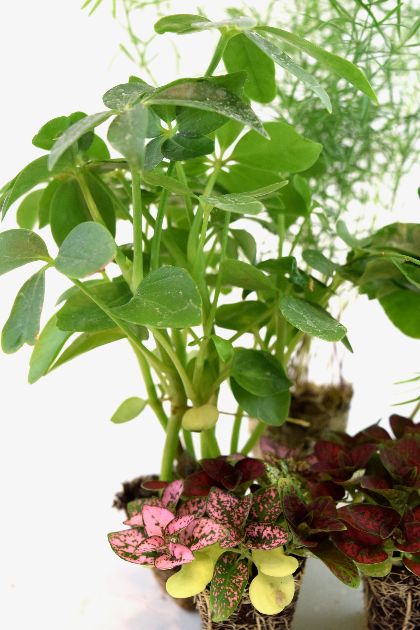 Cell Plants - Mini Fairy Garden