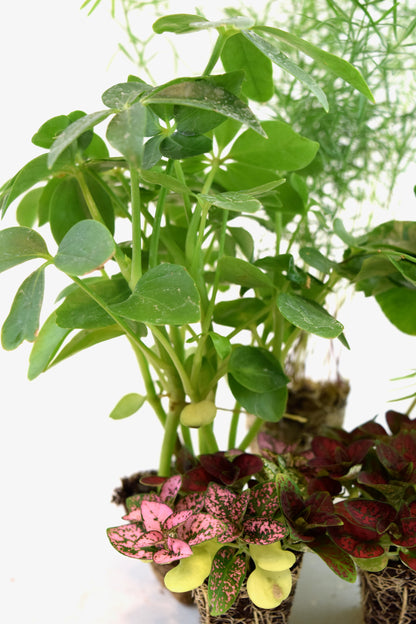 Cell Plants - Mini Fairy Garden