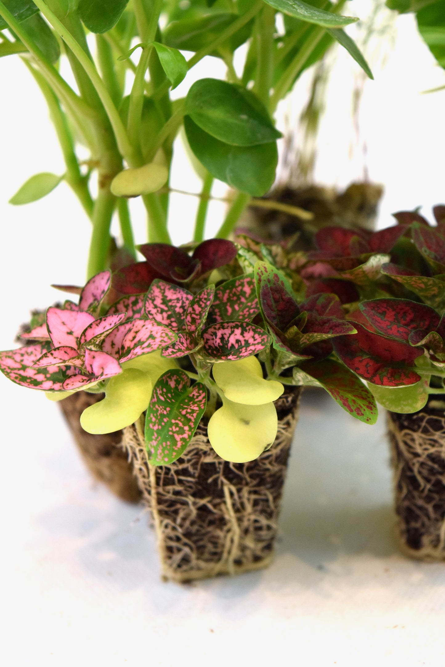 Cell Plants - Mini Fairy Garden