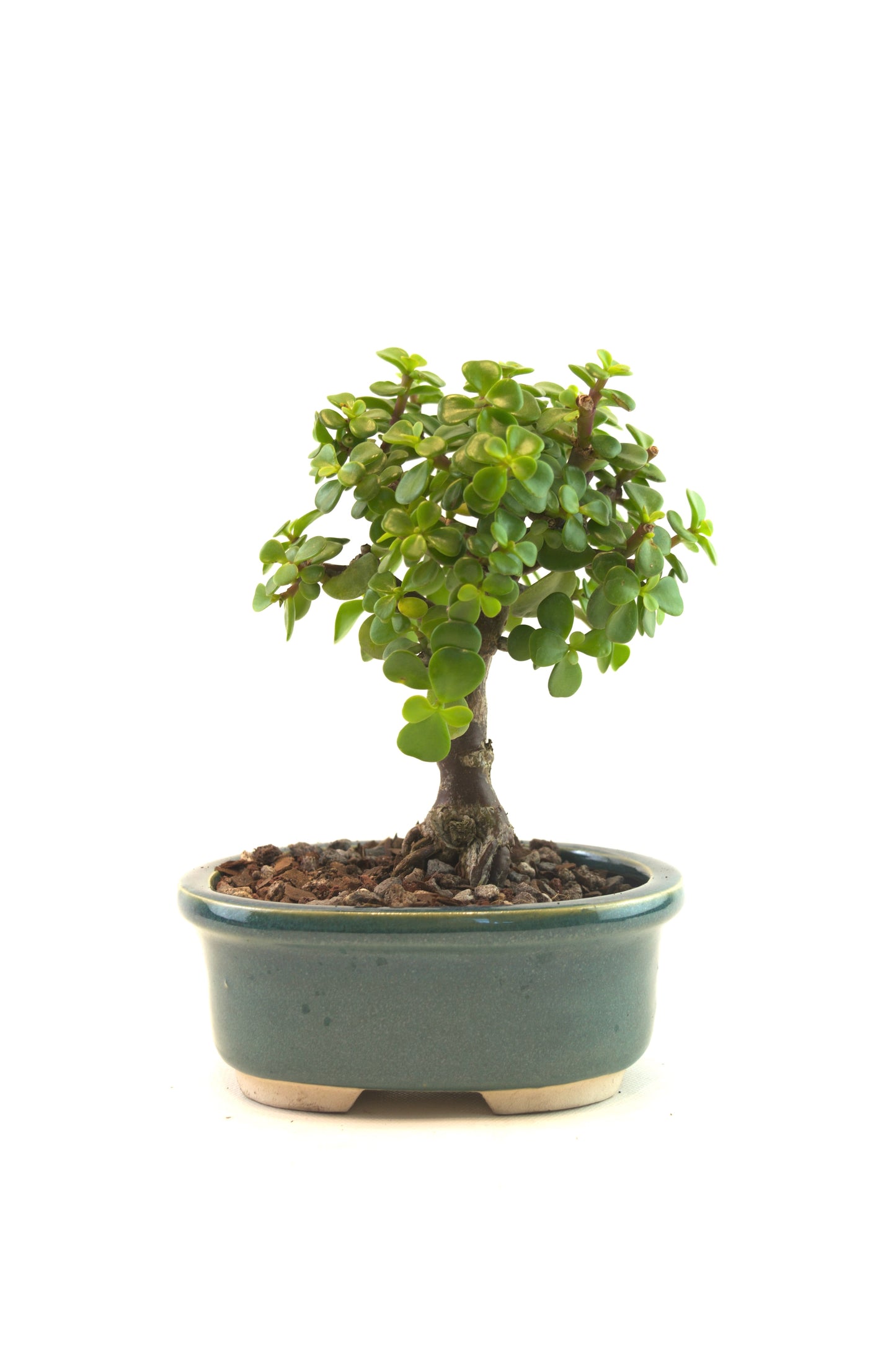 Mini Green Jade Mint Green Ceramic 5" Pot - One of a Kind Bonsai