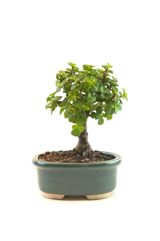 Mini Green Jade Mint Green Ceramic 5" Pot - One of a Kind Bonsai