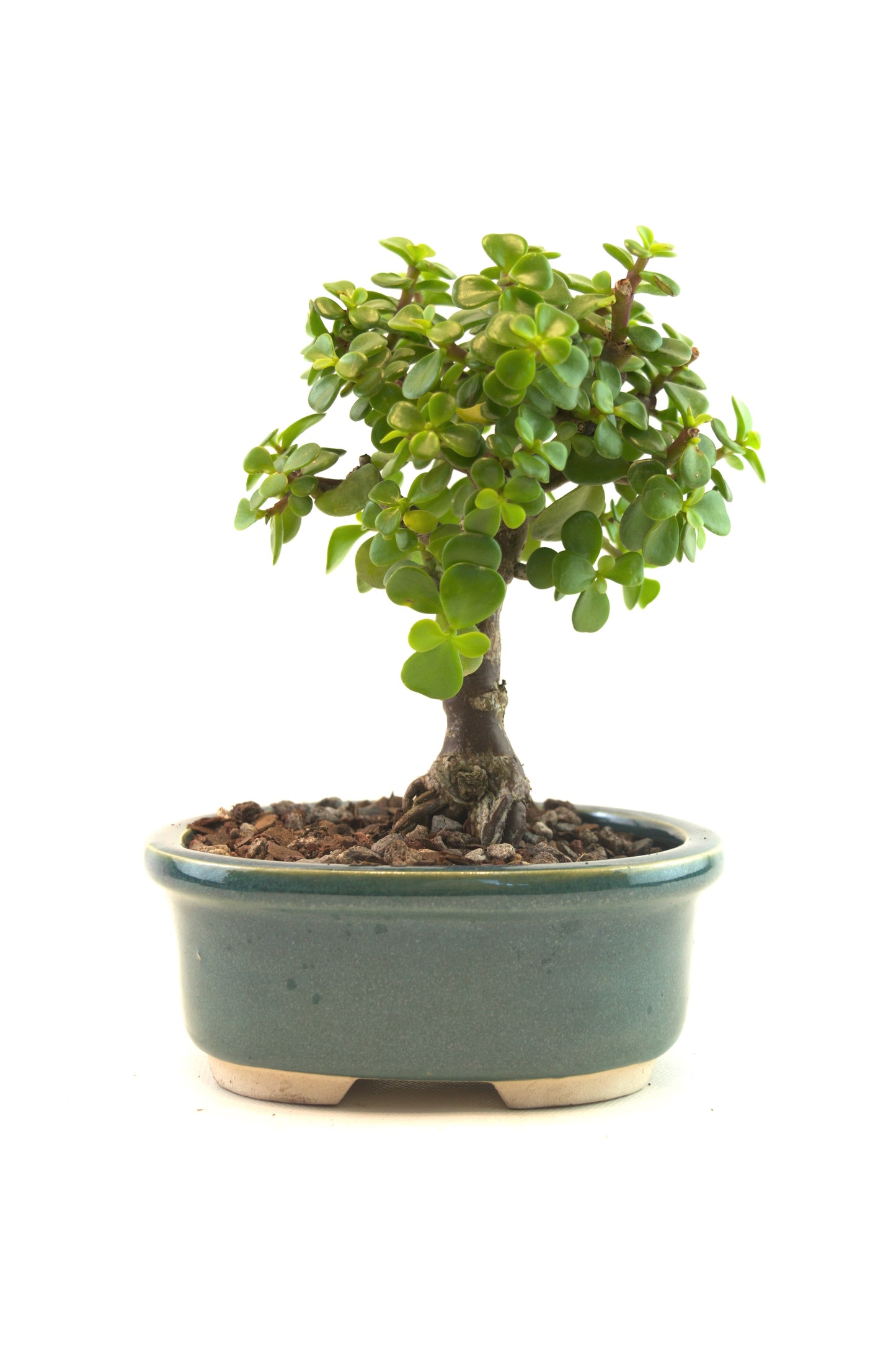 Mini Green Jade Mint Green Ceramic 5" Pot - One of a Kind Bonsai