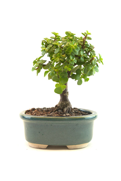 Mini Green Jade Mint Green Ceramic 5" Pot - One of a Kind Bonsai