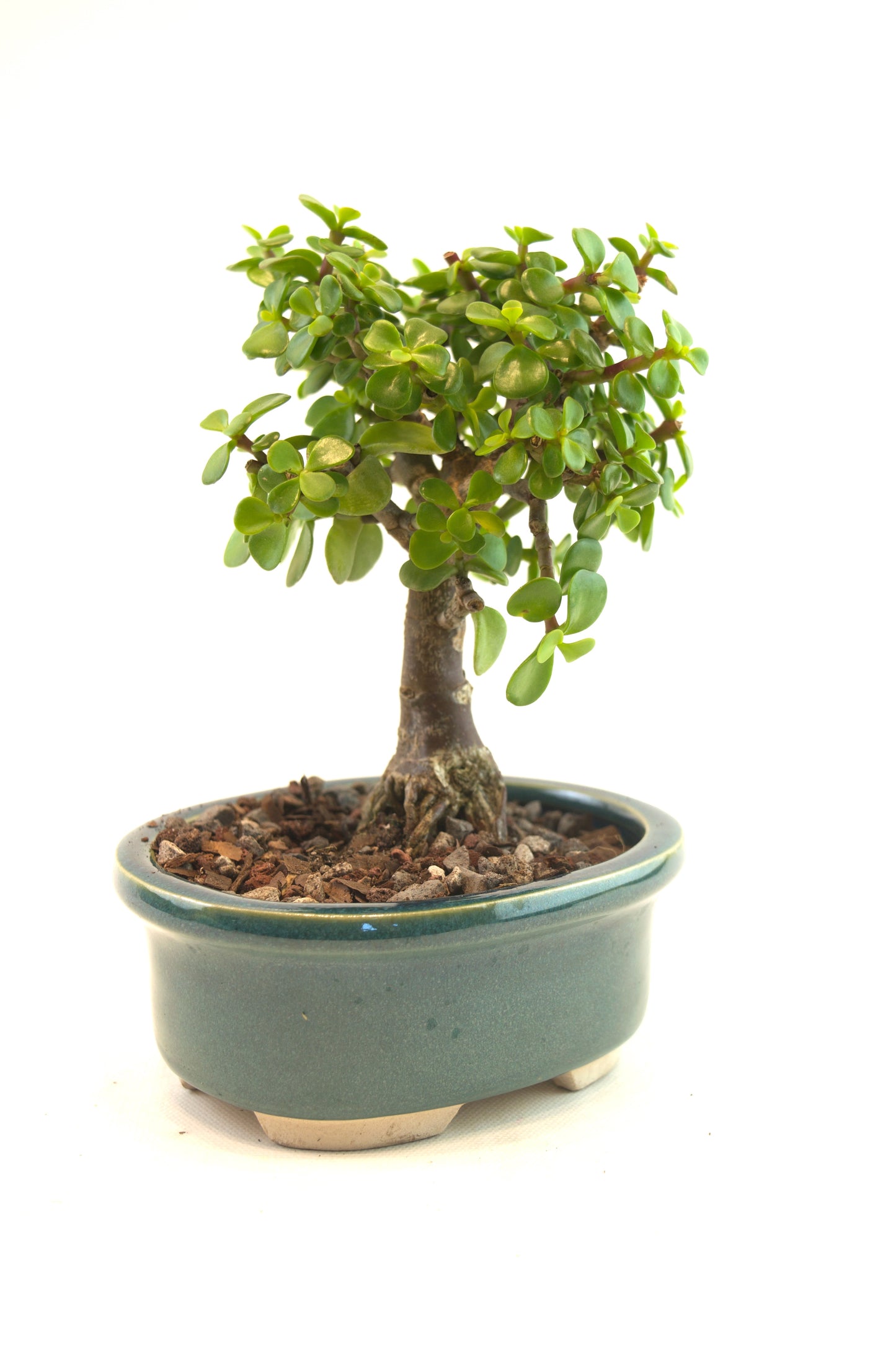 Mini Green Jade Mint Green Ceramic 5" Pot - One of a Kind Bonsai