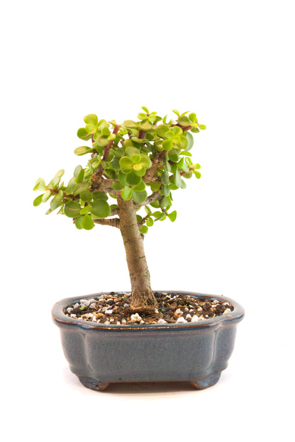 Dwarf Green Jade Ceramic in 6" Pot - Similar Bonsai
