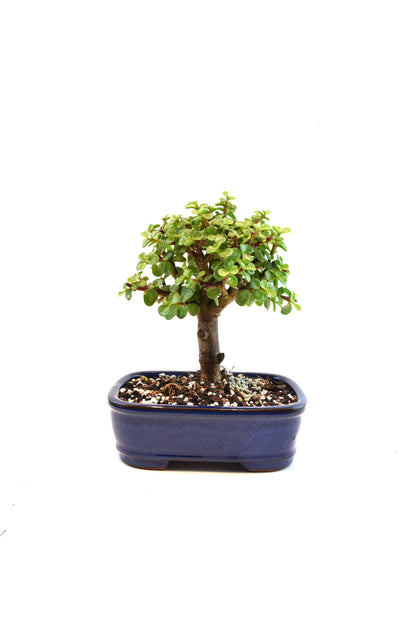 Dwarf Green Jade Ceramic in 6" Pot - Similar Bonsai
