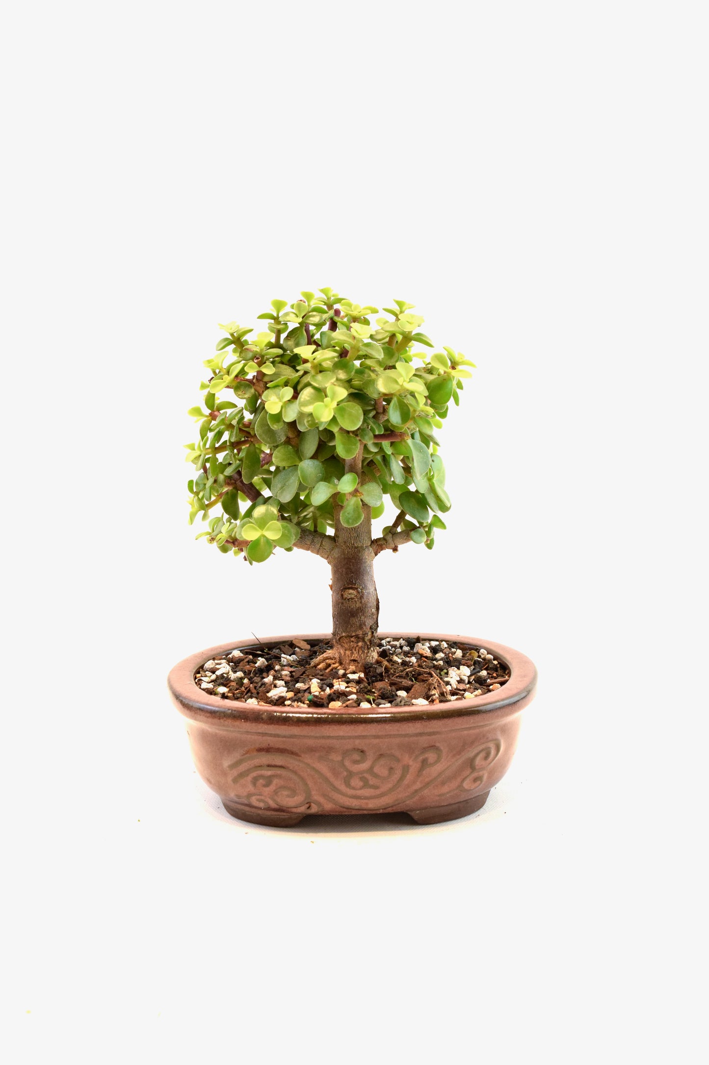 Dwarf Green Jade Ceramic 7" Pot - One of a Kind Bonsai