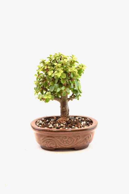 Dwarf Green Jade Ceramic 7" Pot - One of a Kind Bonsai