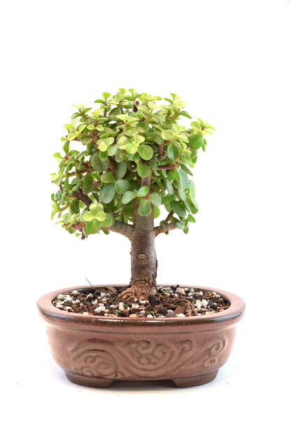 Dwarf Green Jade Ceramic 7" Pot - One of a Kind Bonsai