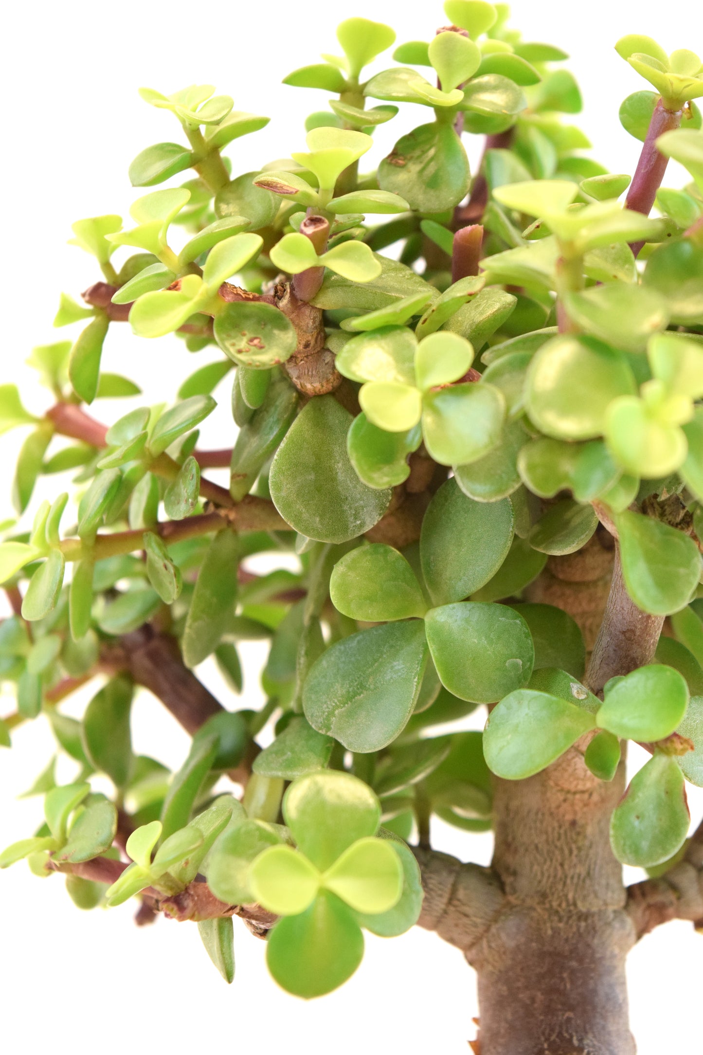 Dwarf Green Jade Ceramic 7" Pot - One of a Kind Bonsai