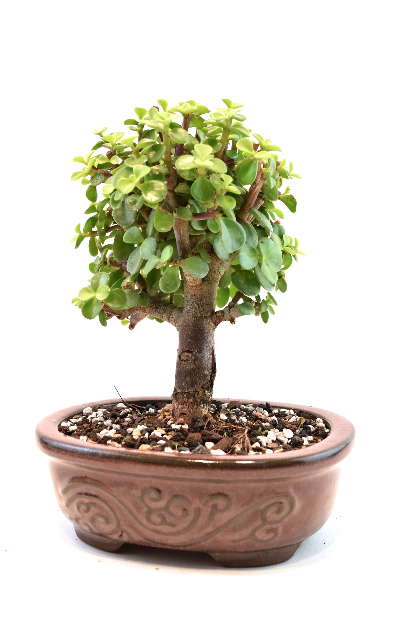 Dwarf Green Jade Ceramic 7" Pot - One of a Kind Bonsai
