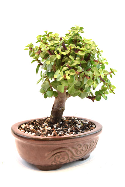Dwarf Green Jade Ceramic 7" Pot - One of a Kind Bonsai
