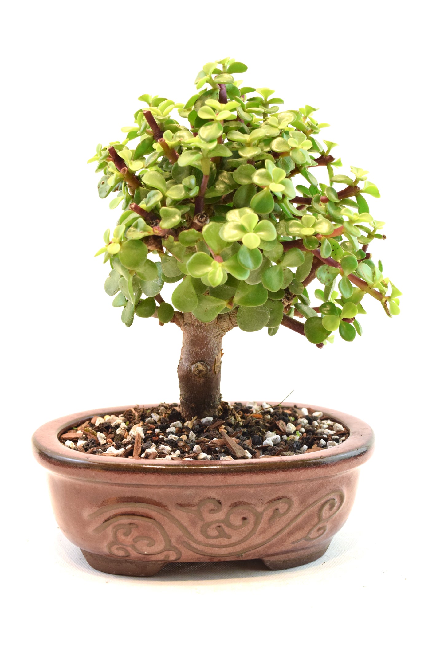 Dwarf Green Jade Ceramic 7" Pot - One of a Kind Bonsai