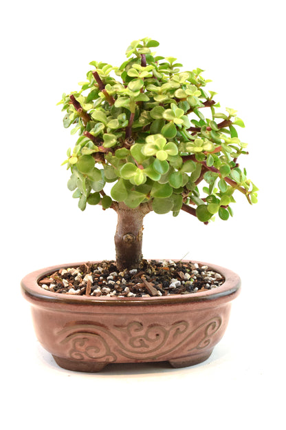 Dwarf Green Jade Ceramic 7" Pot - One of a Kind Bonsai