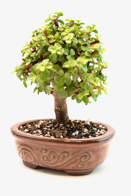 Dwarf Green Jade Ceramic 7" Pot - One of a Kind Bonsai